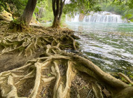 Krka-roots-and-river